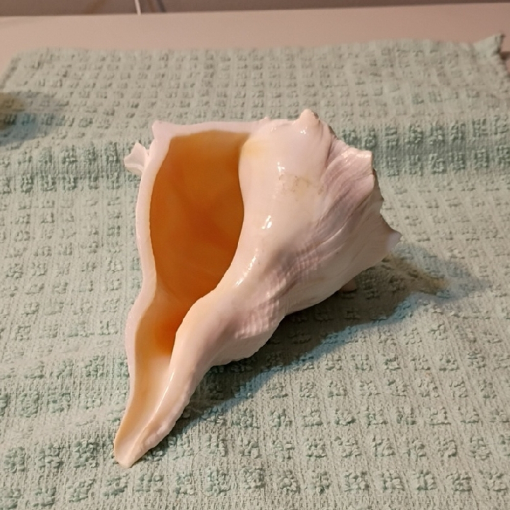 Elegant White and Cream Whelk Shell Decor Beach Summer Seashore Nautical